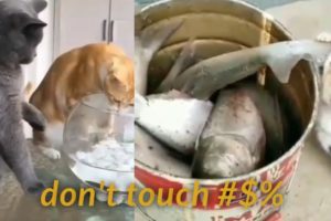 Cute funny Cats looking for Fish| Funny Video Compilation Video| Play & Paws