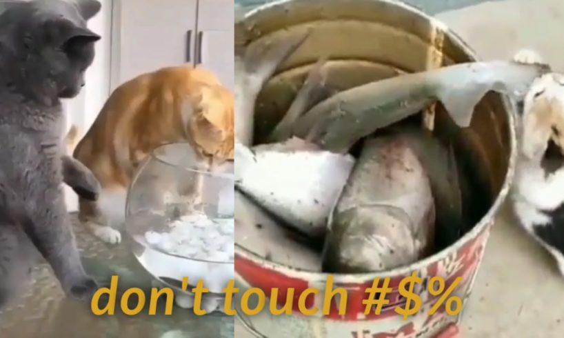 Cute funny Cats looking for Fish| Funny Video Compilation Video| Play & Paws
