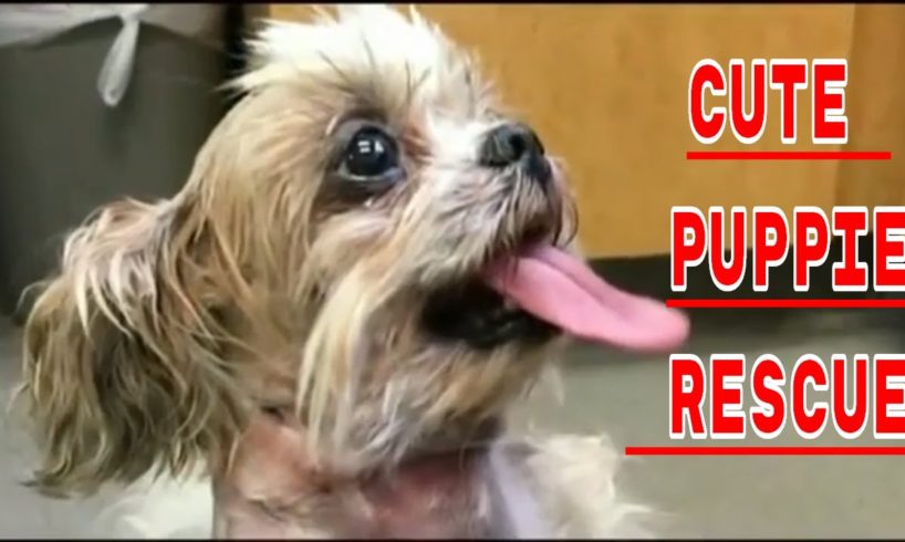 Cute puppies Survives the Gutter : Oliver Twist's Story