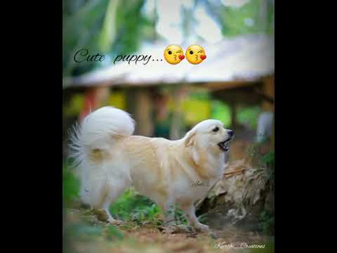 Cute puppies What's app Status Video lovely dogs Status video...❤ MY JULI??????