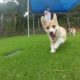 Cute puppies & Goro [Part 7] running