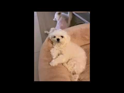Cute puppies best playing moments