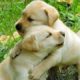 Cute puppies doing funny things 2020/فيديو مهديء للاعصاب