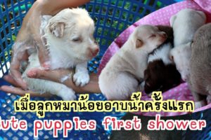 Cute puppies first shower เมื่อหมาน้อยอาบน้ำครั้งแรกพวกมันจะเป็นยังไงนะ