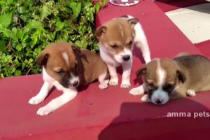 Cute puppies having milk and playing