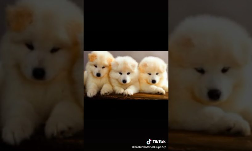 Cute puppies on TikTok