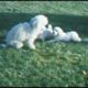 Cute puppies on grass.