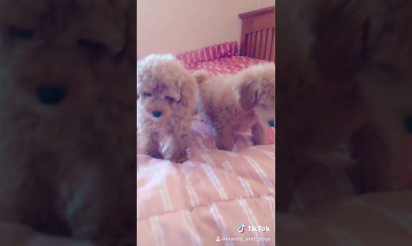 Cute puppies   tick tock
