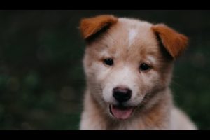 Cute puppy : cutest puppies ever ?