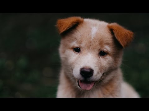 Cute puppy : cutest puppies ever ?