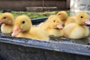 Cutest Baby Animals! - Fuzzy Yellow Ducklings Playing Outside