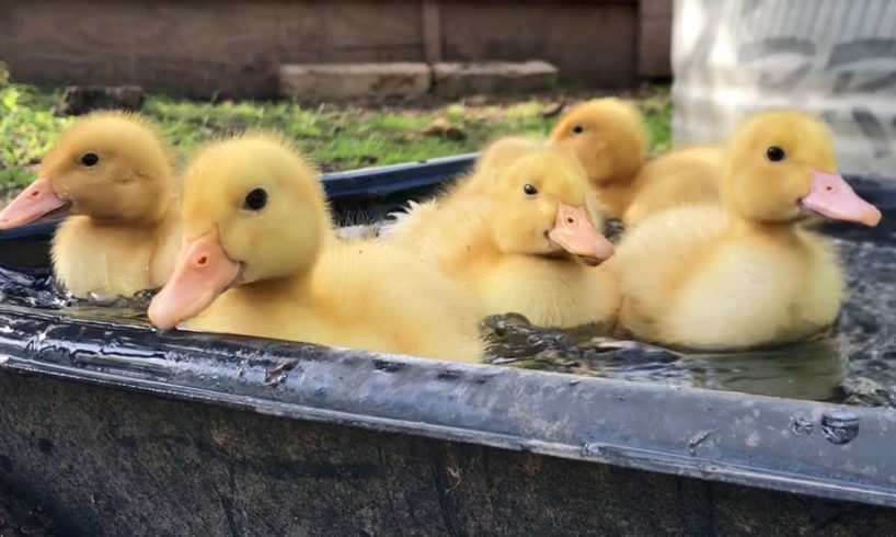 Cutest Baby Animals! - Fuzzy Yellow Ducklings Playing Outside