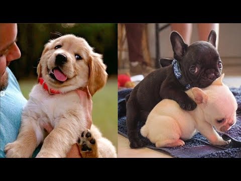 Cutest Dogs - ♥Cute Puppies Doing Funny Things 2019♥ #4
