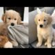 Cutest Dogs   ♥Cute Puppies Doing Funny Things 2019♥ #5