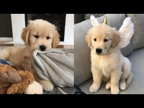 Cutest Dogs   ♥Cute Puppies Doing Funny Things 2019♥ #5