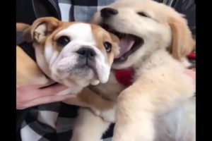 Cutest Golden retriever puppies compilations