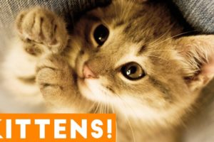 Cutest Kitten Video Compilation of June 2018 | Funny Pet Videos