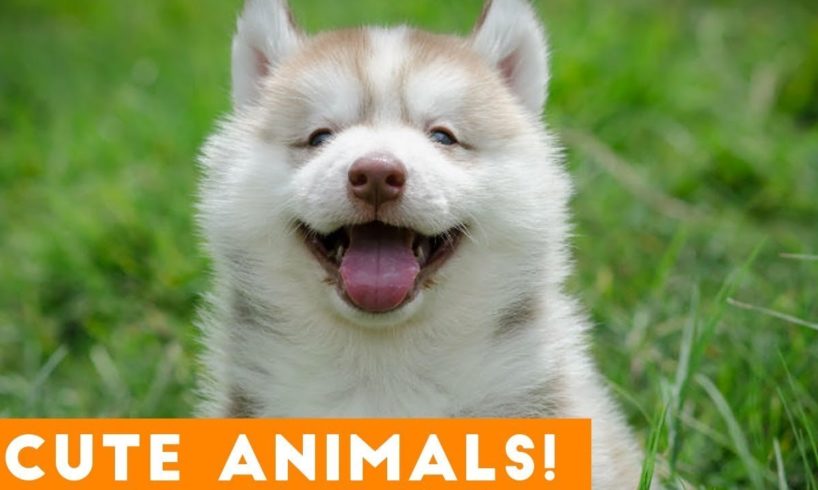 Cutest Pets & Animals of the Week Compilation November 2018 Funny Pet Videos