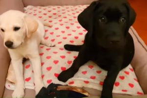 Cutest Puppies! Cute Puppies Videos |  Sophie VS  Tyler