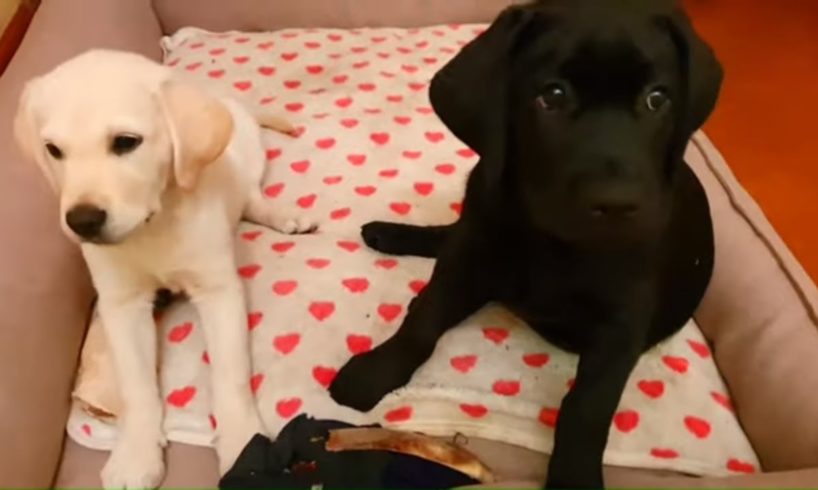 Cutest Puppies! Cute Puppies Videos |  Sophie VS  Tyler