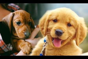 Cutest Puppies Doing Funny Things Video Compilation #3 - Fun with Pets?