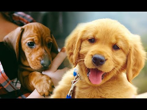 Cutest Puppies Doing Funny Things Video Compilation #3 - Fun with Pets?