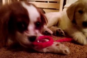 Cutest Puppies Ever - Golden Retriever & King Charles Cavalier