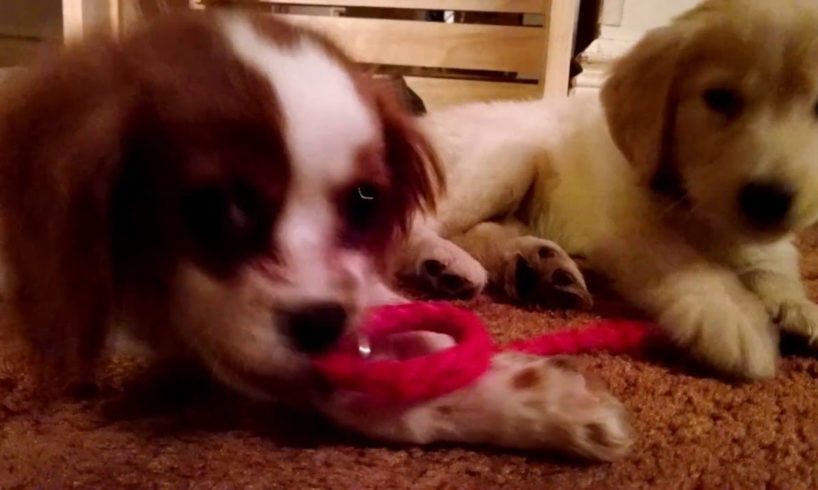 Cutest Puppies Ever - Golden Retriever & King Charles Cavalier