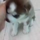Cutest Puppies! | Husky Babies