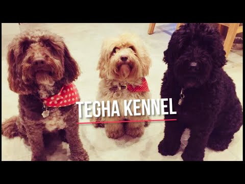 Cutest Puppies In The India | Puppies Playing In Garden