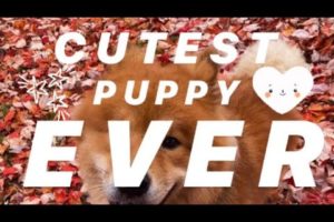 Cutest Puppy Compilation Video of a Eurasier Puppy!