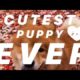 Cutest Puppy Compilation Video of a Eurasier Puppy!