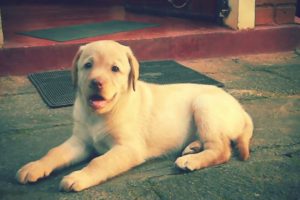 Cutest Puppy Shaana....❤❤
