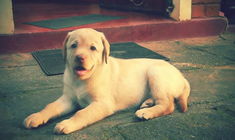 Cutest Puppy Shaana....❤❤