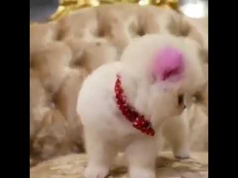 Cutest puppies in the world | puppy compilation