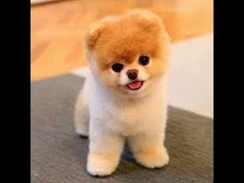 Cutest puppies playing around 2020