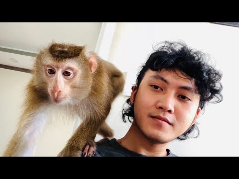 Daddy loves playing with monkey Nui and Boni