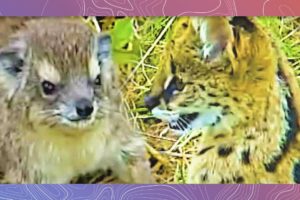 Dancing with Servals | Serval Cat Plays With Rock Hyrax