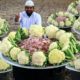 Delicious Mutton & Cauliflower Curry | Gobhi Gosht Recipe |Nawabs