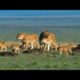 Discovery Wild Animal Fights | 2 Buffalo vs 10 Lion, Hyena & Wild dogs attacks Deer - Baboon,tiger..