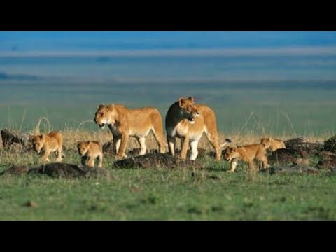 Discovery Wild Animal Fights | 2 Buffalo vs 10 Lion, Hyena & Wild dogs attacks Deer - Baboon,tiger..