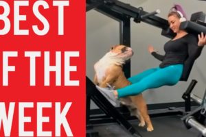 Dog Interrupts Workout and other funny videos! || Best fails of the week! || January 2020!