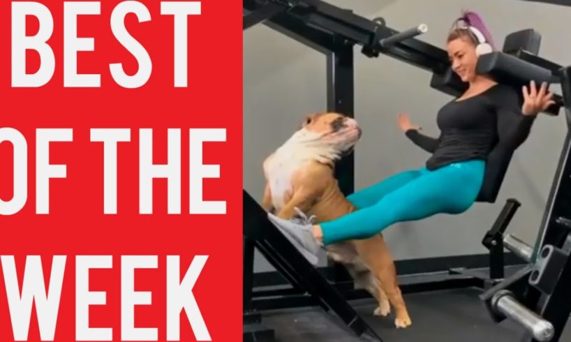 Dog Interrupts Workout and other funny videos! || Best fails of the week! || January 2020!