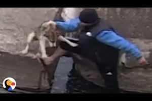 Dog Rescued From Canal Is SO GRATEFUL | The Dodo