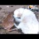 Dog Saves Deer From Drowning | The Dodo
