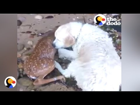 Dog Saves Deer From Drowning | The Dodo