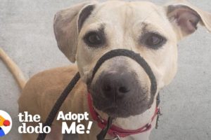 Dog Who Grew Up On A Chain Is Still A Puppy Inside A Big Dog's Body | The Dodo Adopt Me!
