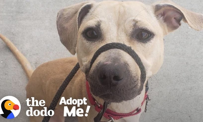 Dog Who Grew Up On A Chain Is Still A Puppy Inside A Big Dog's Body | The Dodo Adopt Me!