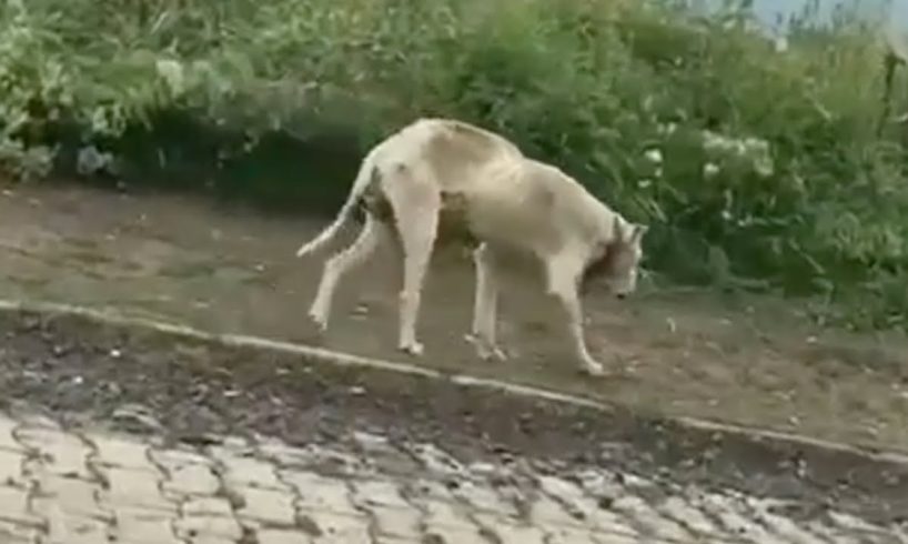 Dog With Big Tumor Abandoned By Owner Gets Rescued