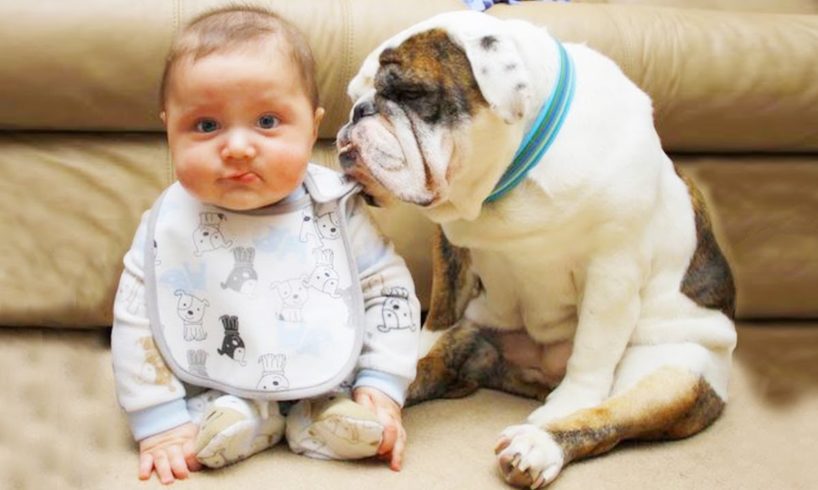 Dogs Playing and Arguing With Baby ★ Dog Loves Baby Videos